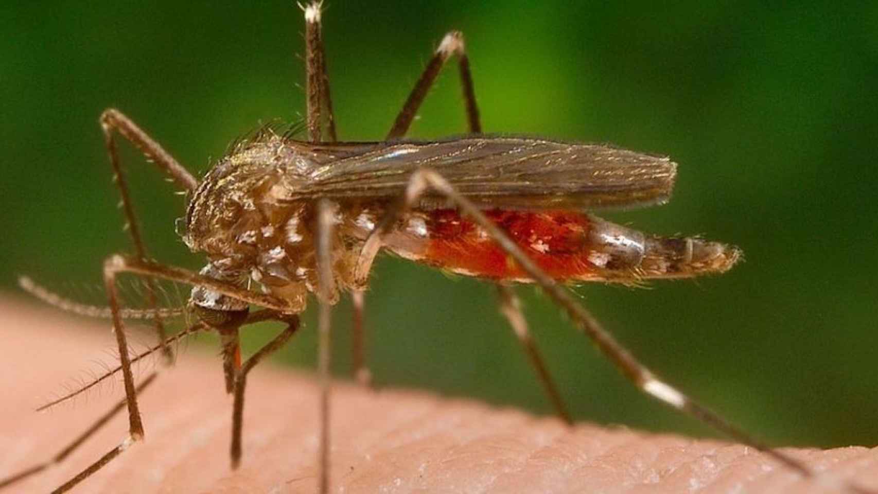 El mosquito japonés, Aedes japonicus, es una nueva amenaza para la salud / WIKIPEDIA