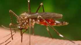 El mosquito japonés, Aedes japonicus, es una nueva amenaza para la salud / WIKIPEDIA