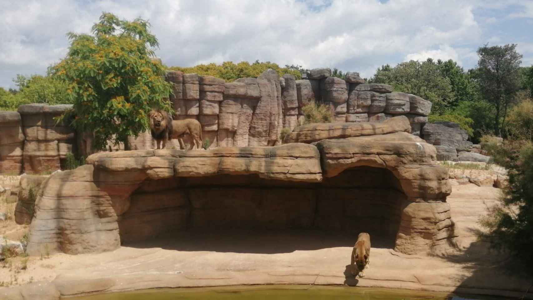 Sabana del Sahel para los leones en el Zoo de Barcelona / AJ BCN