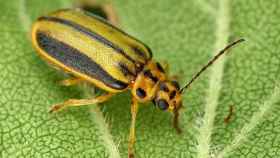Imagen del escarabajo olmo, el causante de la plaga en Santa Coloma / AY. DE SC DE GRAMENET
