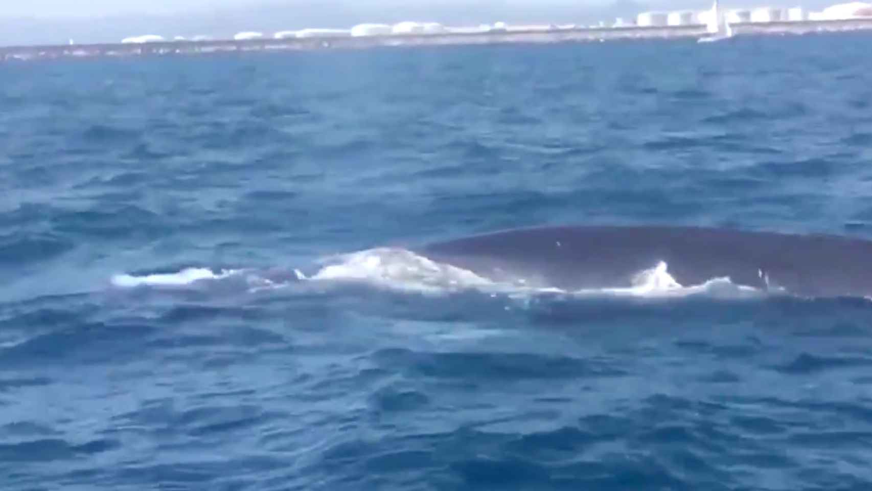 Una de las ballenas que ha detenido el tráfico marítimo este viernes en el Port / GUARDIA URBANA BCN
