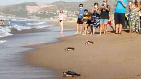 Una docena de tortugas caretta catetta son liberadas en Castelldefels / EFE - QUIQUE GARCÍA