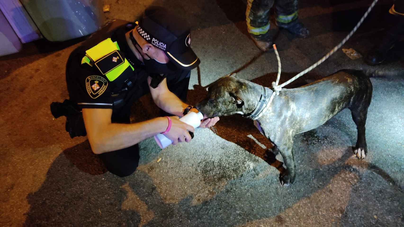 Imagen del perro intervenido por la Guardia Urbana de Barcelona después de que el dueño lo dejara encerrado en la furgoneta