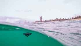 Un ejemplar de tortuga boba nada por la playa de Barcelona