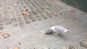 Una gaviota se come a una paloma muerta en el Eixample barcelonés / LR