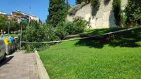 Un árbol caído en el distrito de Horta de Barcelona /  @OnVasBarcelona