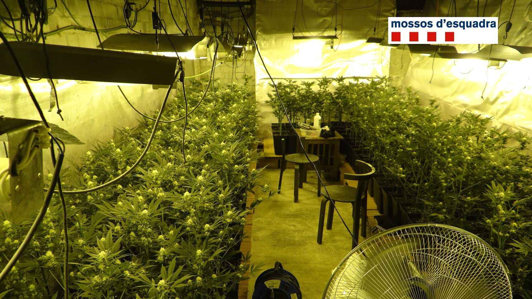 Cultivo de marihuana en un sótano de L'Hospitalet de Llobregat / MOSSOS D'ESQUADRA