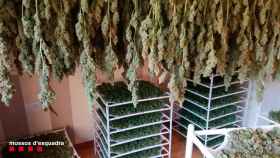 Imágenes del interior de las casas en Sant Esteve de Sesrovires (Barcelona) donde se cultivaban plantaciones de marihuana / MOSSOS D'ESQUADRA