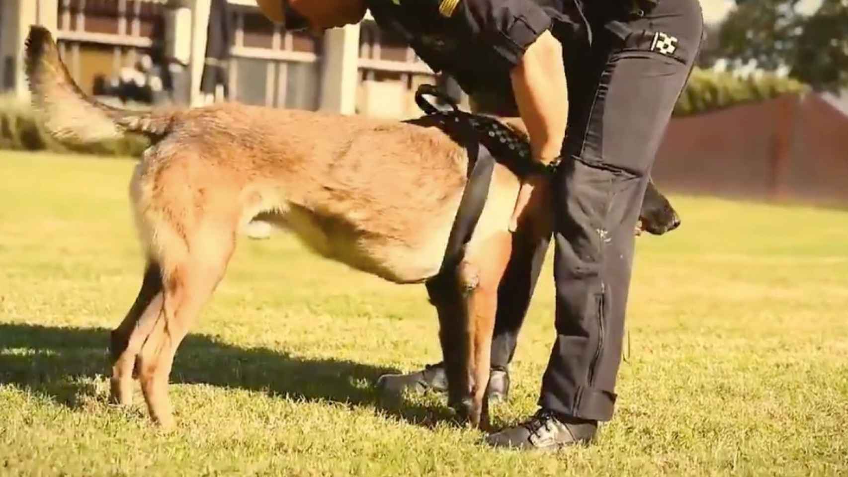 Perro de la Unidad Canina de la Guardia Urbana de Barcelona / BCN GUB