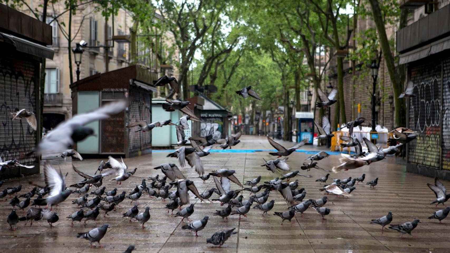 La Rambla de Barcelona, totalmente vacía y llena de palomas / EFE