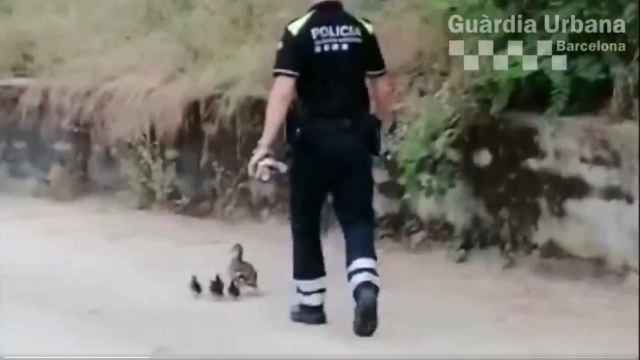 Unos agentes de la policía local de Barcelona, al rescate de una familia de patitos / GUARDIA URBANA