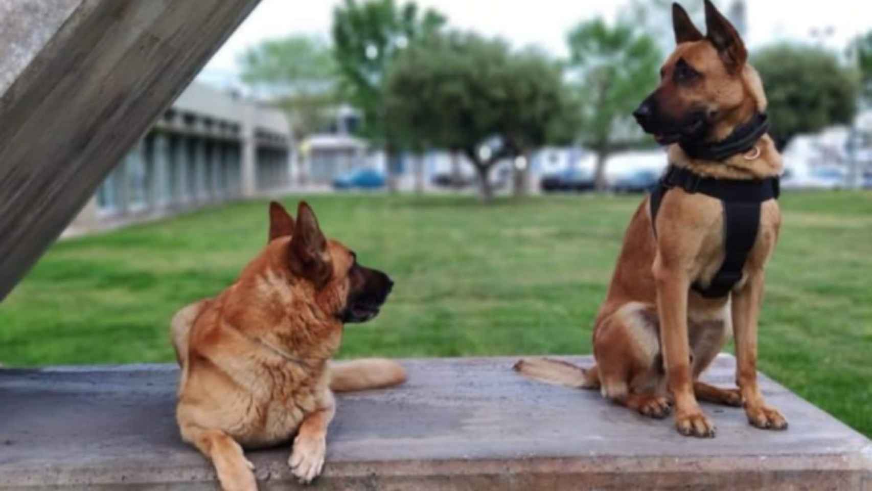 Vic y Tom, perros de la Guardia Urbana que han muerto / CCOO GUB