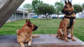 Vic y Tom, perros de la Guardia Urbana que han muerto / CCOO GUB