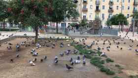 Numerosas palomas en una degradada plaza Folch i Torres del Raval / RP