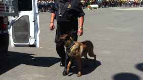 Un perro de la Guardia Urbana, a punto de subir a una furgoneta / AYUNTAMIENTO DE BARCELONA