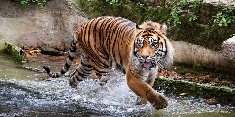 Un tigre del Zoo de Barcelona / ARCHIVO