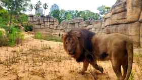 Un león en el Zoo de Barcelona / ZOO DE BARCELONA