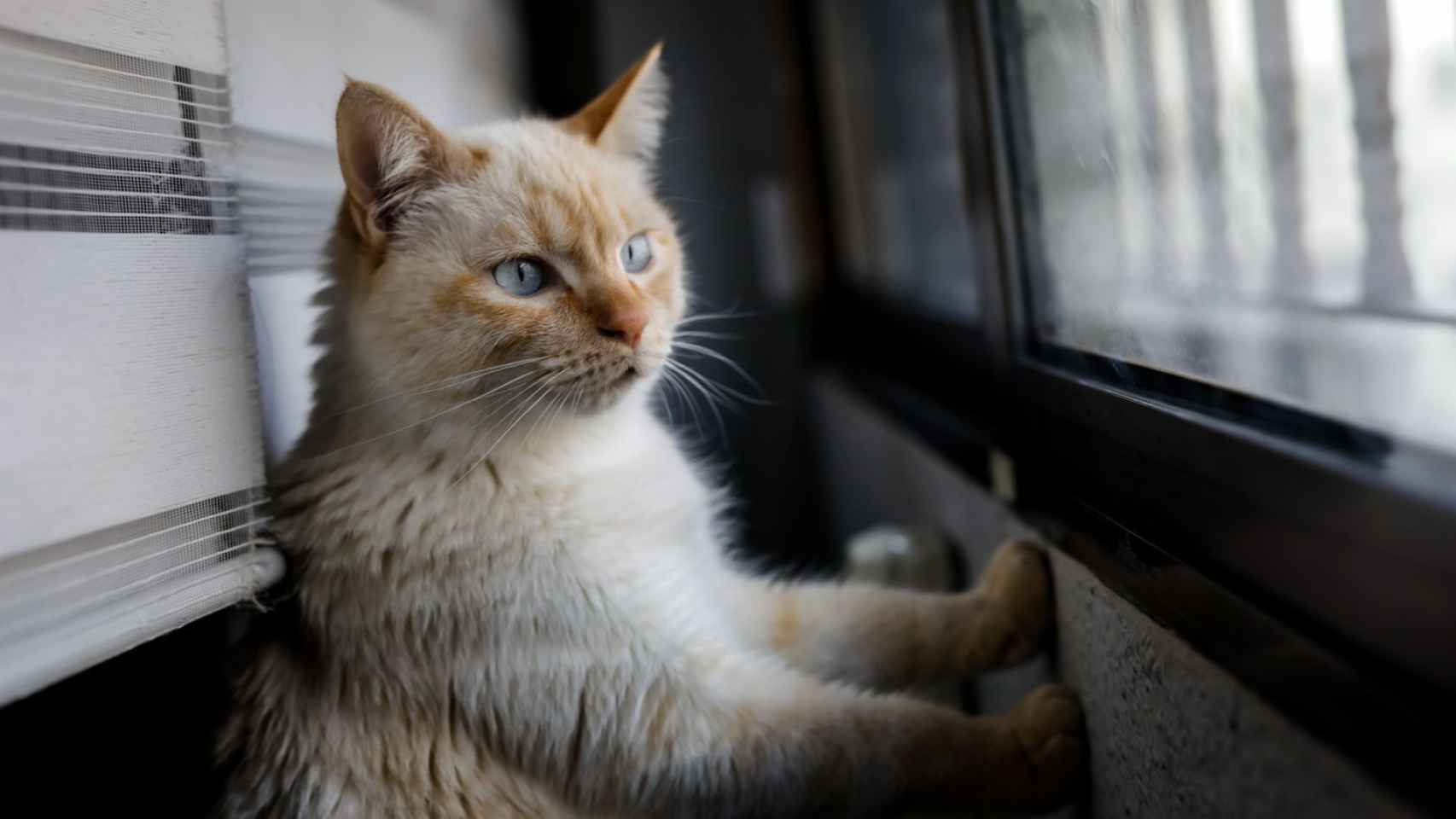 Un gato mira por la ventana en una imagen de archivo / EUROPA PRESS