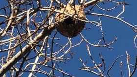 Un nido de avispa asiática pone en alerta a los vecinos de Diagonal Mar / ASSOCIACIÓ DE VEÏNS DIAGONAL MAR