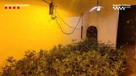 Algunas de las plantas del cultivo de marihuana decomisadas por la policía en Sant Martí / MOSSOS D'ESQUADRA
