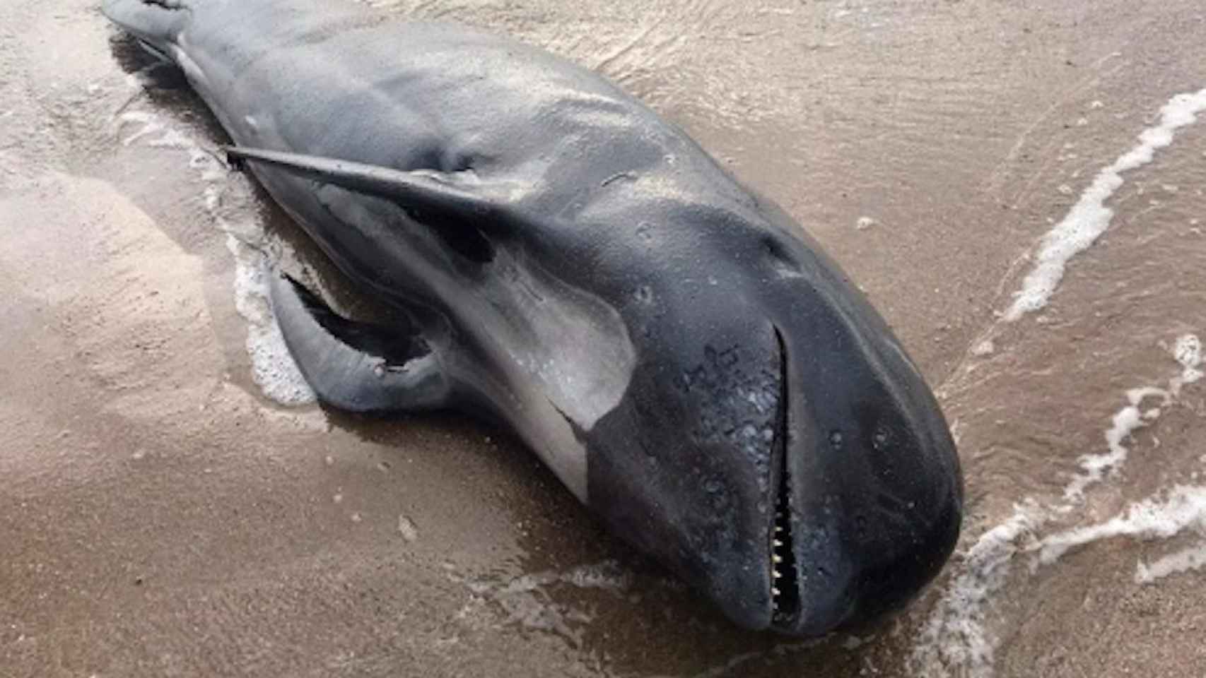 Imagen del delfín muerto en la playa de El Prat de Llobregat