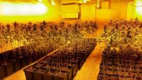 Plantación de marihuana intervenida en Sant Roc, Badalona / MOSSOS D'ESQUADRA