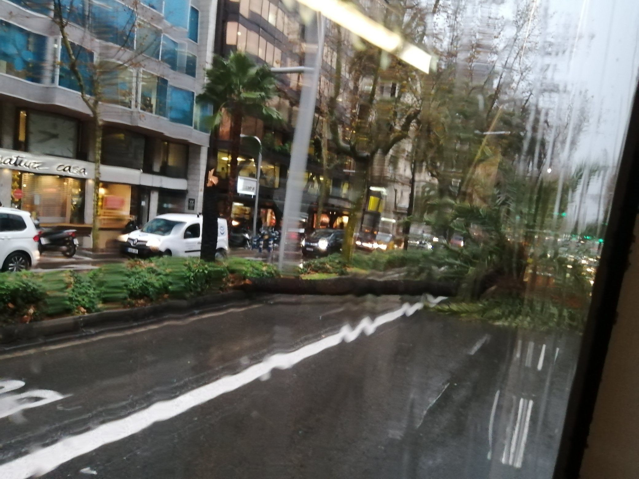 Una palmera caída en la Diagonal, consecuencia del temporal Hortense / REDES SOCIALES