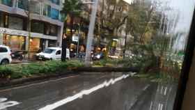 Una palmera caída en la Diagonal, consecuencia del temporal Hortense / REDES SOCIALES
