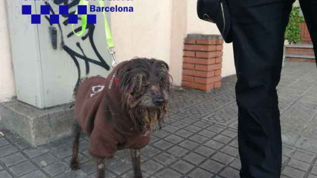 Perra rescatada por la Guardia Urbana / BCN GUB