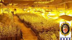 Plantación de marihuana en Terrassa / POLICÍA LOCAL TERRASSA