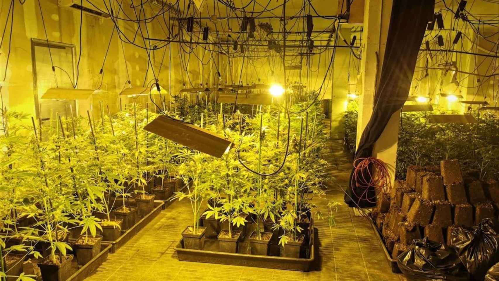 Plantación ilegal de marihuana desmantelada en L’Hospitalet de Llobregat / AYUNTAMIENTO DE L'HOSPITALET - Archivo