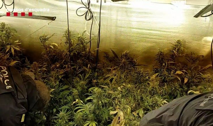 Los Mossos desmantelan ocho plantaciones de marihuana en L'Hospitalet / MOSSOS D'ESQUADRA