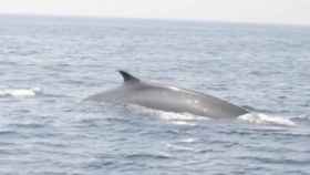 Aparece una ballena de aleta en Sitges / ASOCIACIÓN CETACEA