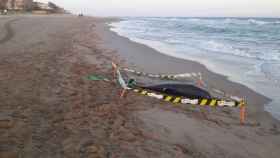 Un delfín muerto en la playa de Gavà / AMB