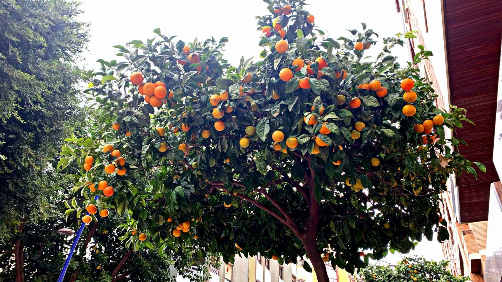 Naranjos plagados de frutos en una imagen de archivo