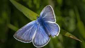 La mariposa ícaro, la más habitual en los parques y playas del AMB / PIXABAY