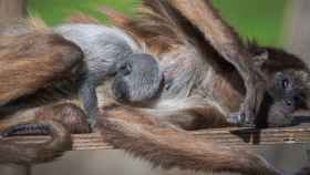 La cría de mono araña nacida en el Zoo con su madre / AYUNTAMIENTO DE BARCELONA