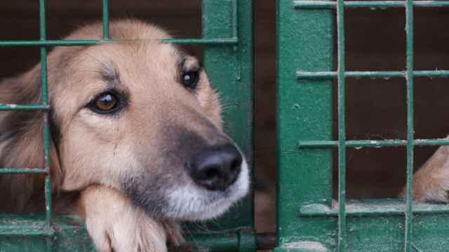 Perro en el Centro de Acogida de Animales de Compañía de Barcelona / COVB