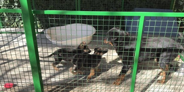 Tres perros en una jaula de Help Guau / HELP GUAU