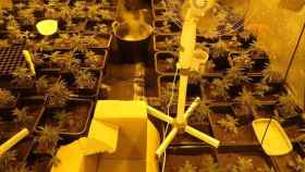 Plantación de marihuana incautada por la Policía Nacional en Cornellà / POLICÍA NACIONAL