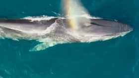Avistamiento de cinco ballenas en la costa del Garraf / ASOCIACIÓN EDMAKTUB