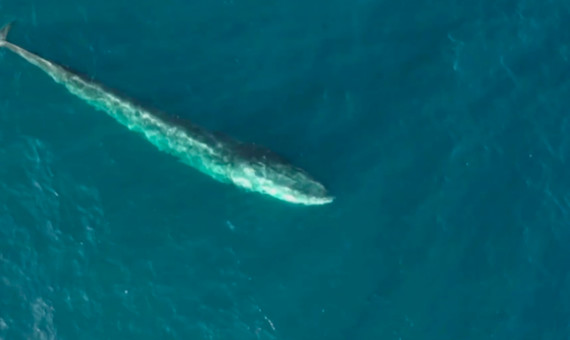 Avistamiento de ballenas ante la costa del Garraf / ASOCIACIÓN EDMAKTUB