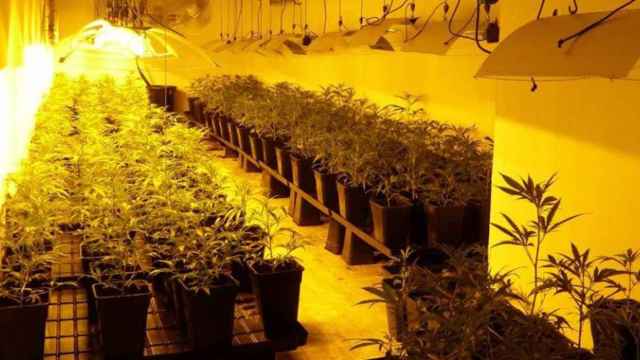 Imagen de archivo de una plantación de marihuana / MOSSOS D'ESQUADRA