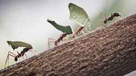 Hormigas transportan hojas a su hormiguero / EFE