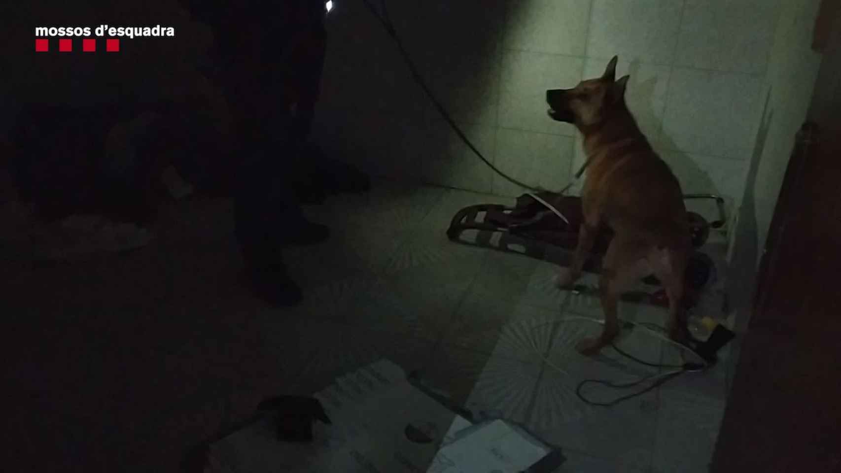 Un perro policía de los Mossos en el narcopiso en el que se vendía 'basuco' / MOSSOS