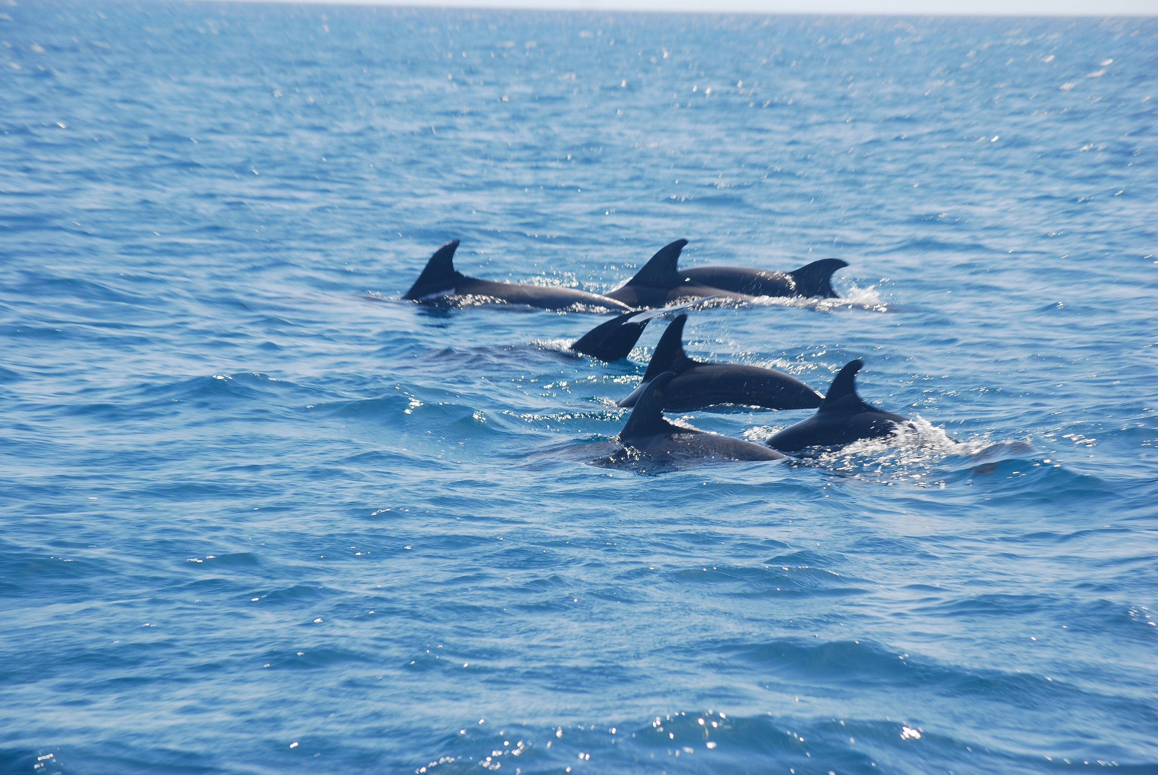 Una familia de delfines en una imagen de archivo