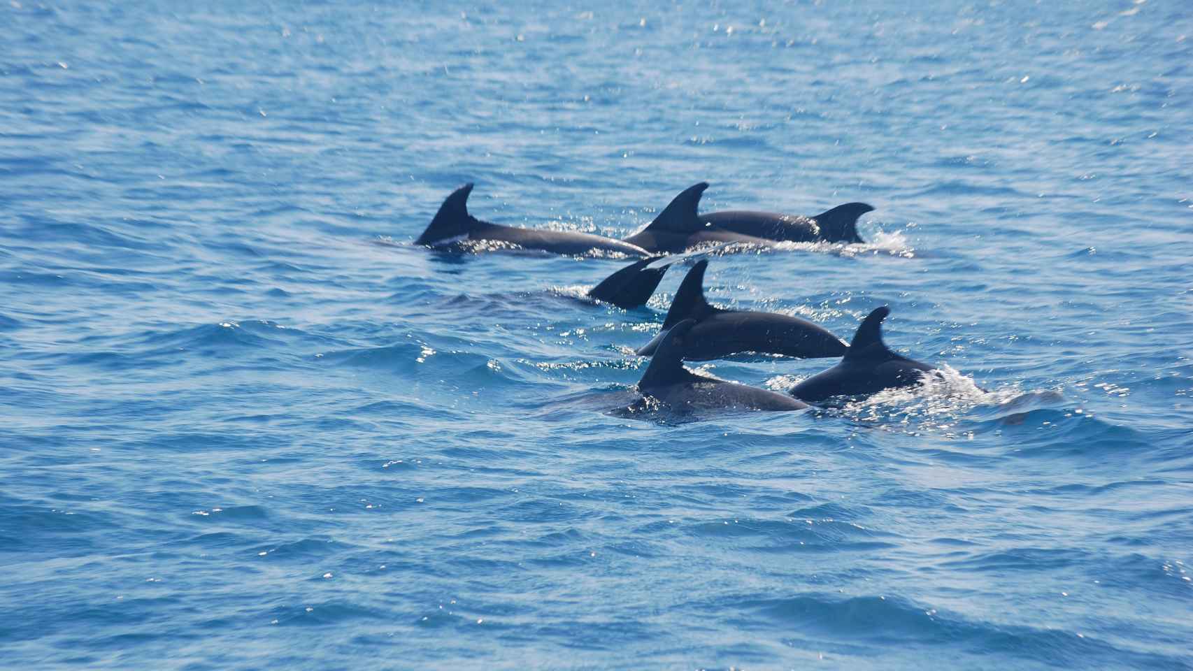 Una familia de delfines en una imagen de archivo