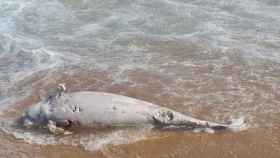Aparece un delfín muerto en la playa