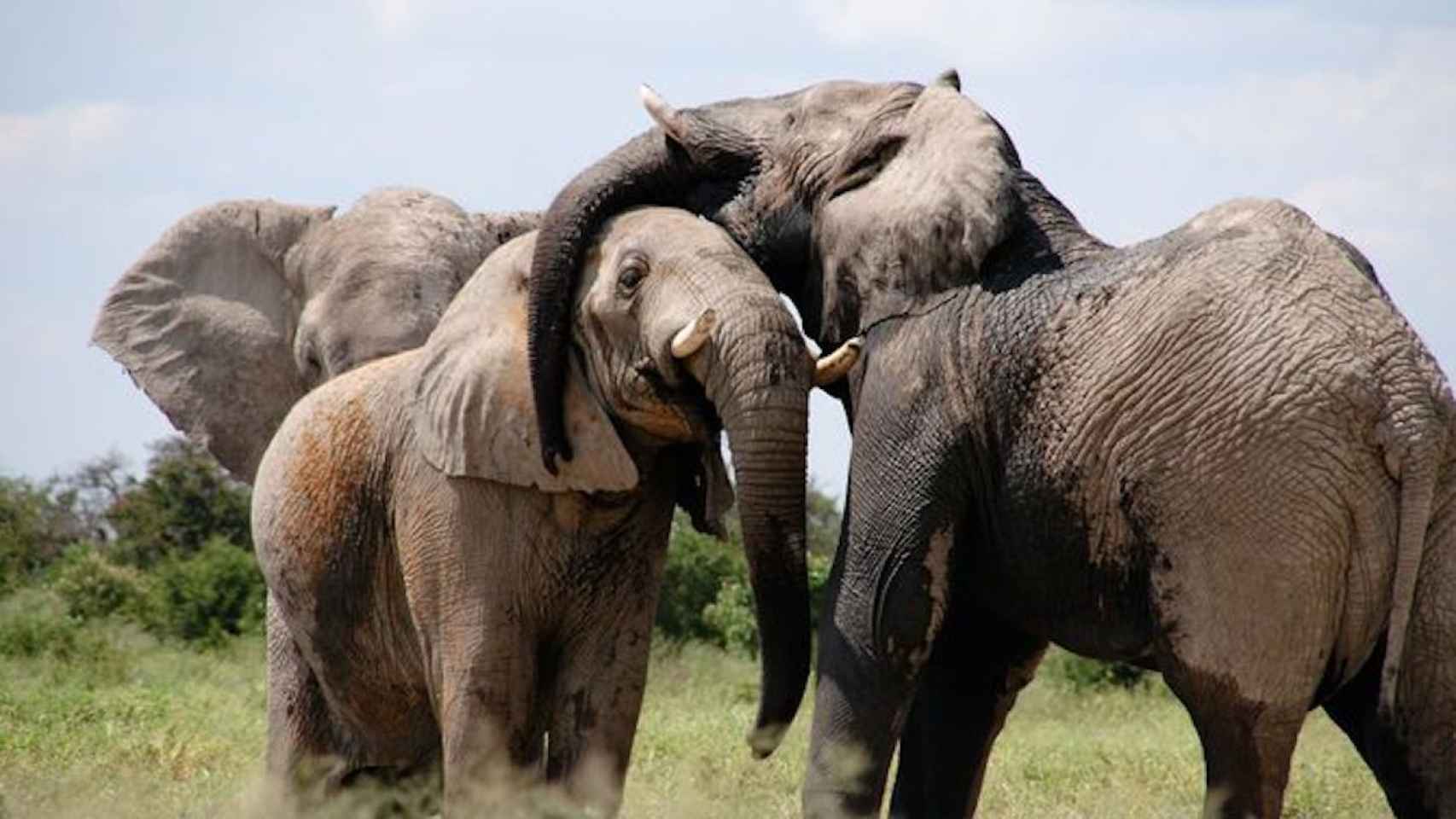 Elefantes en una imagen de archivo