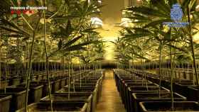 Plantas de marihuana decomisadas durante la operación contra la mafia china / MOSSOS